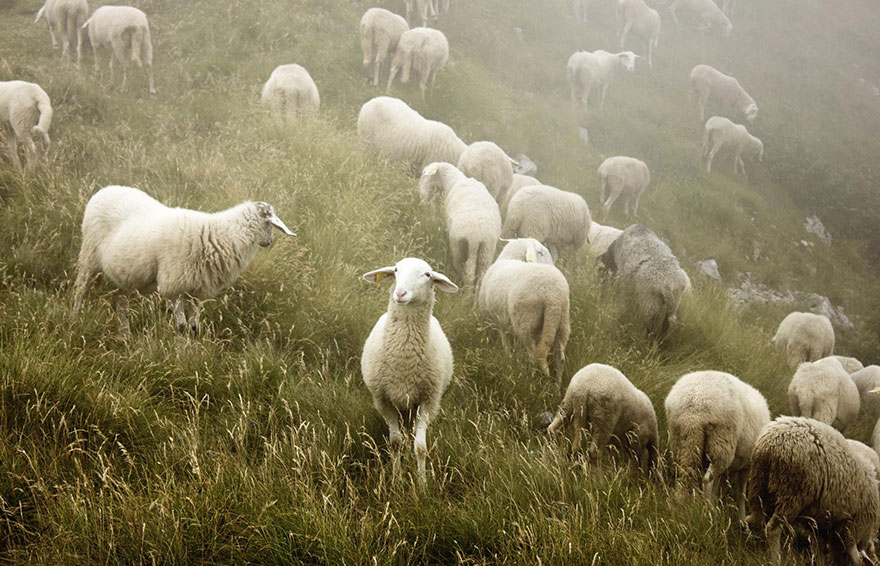 sheep-herds-around-the-world-52 sheep-herds-around-the-world-52