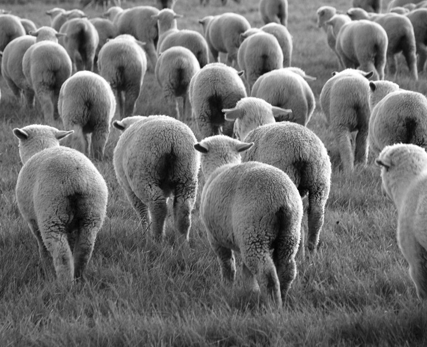 sheep-herds-around-the-world-53 sheep-herds-around-the-world-53