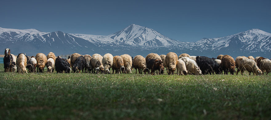 sheep-herds-around-the-world-56 sheep-herds-around-the-world-56