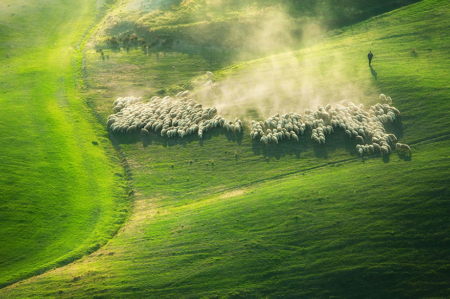 sheep-herds-around-the-world-9 sheep-herds-around-the-world-9