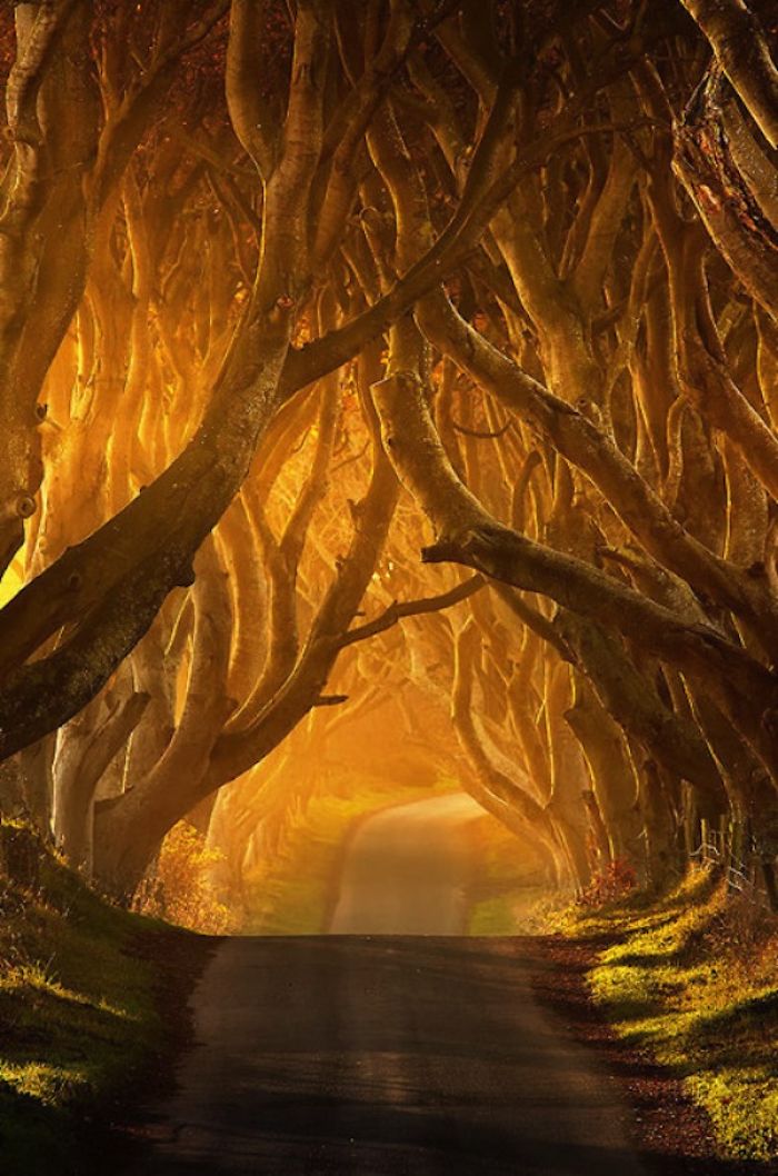 The Dark Hedges - County Antrim, Ireland