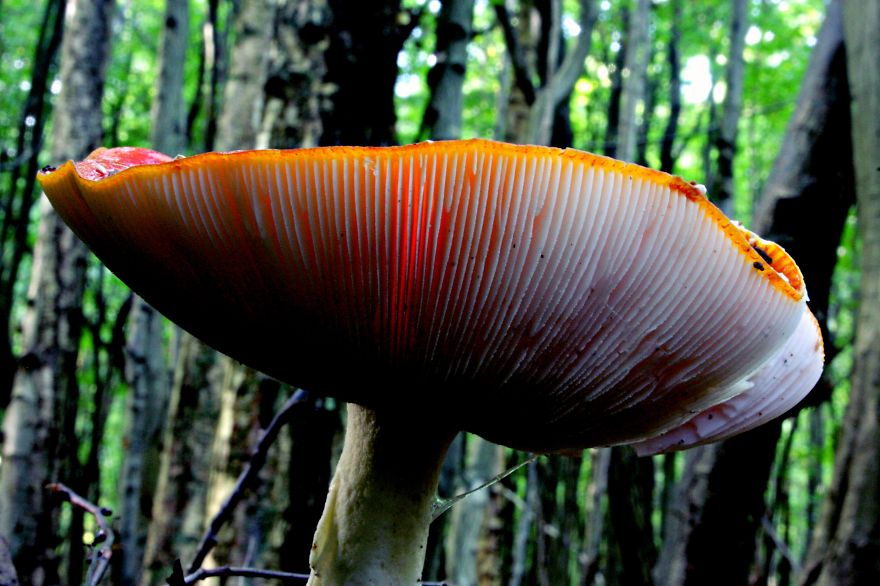 King Of The Forest....