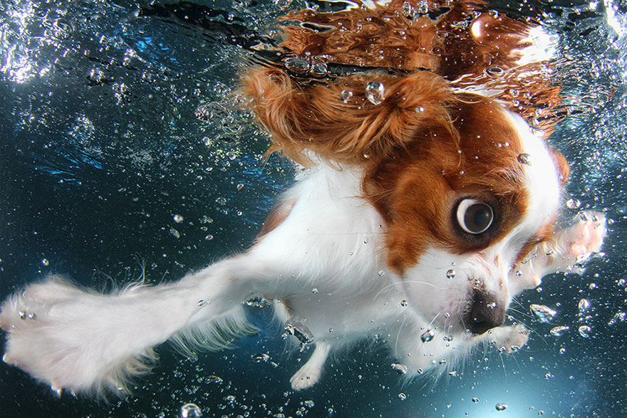 underwater-puppy-photography-seth-casteel-1 underwater-puppy-photography-seth-casteel-1