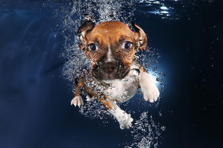 underwater-puppy-photography-seth-casteel-10 underwater-puppy-photography-seth-casteel-10