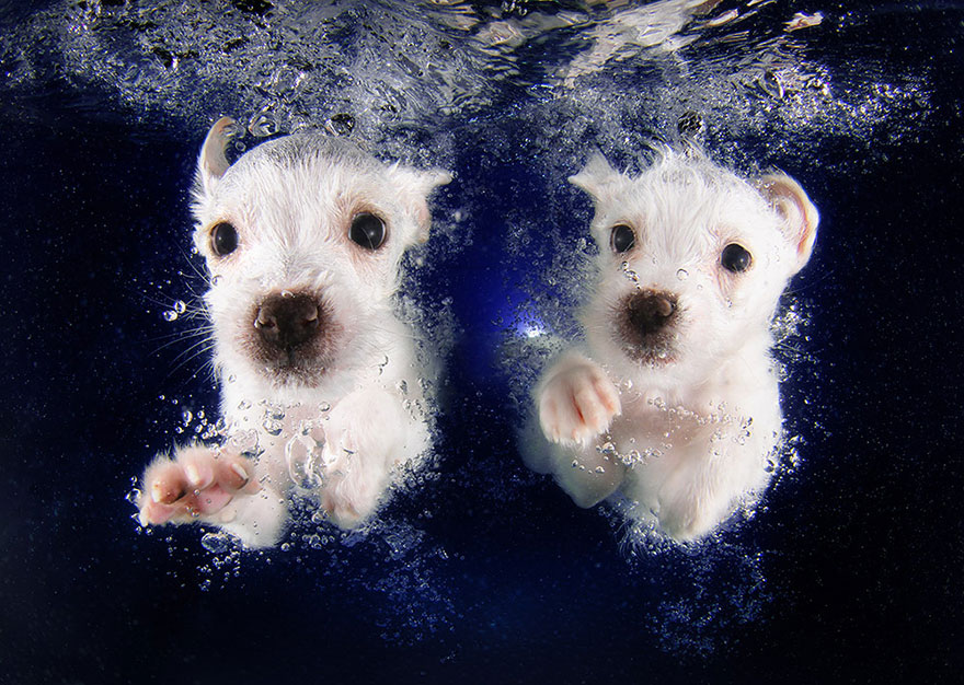 underwater-puppy-photography-seth-casteel-2 underwater-puppy-photography-seth-casteel-2