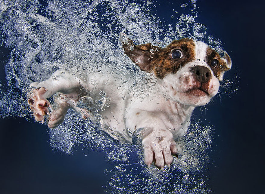 underwater-puppy-photography-seth-casteel-3 underwater-puppy-photography-seth-casteel-3