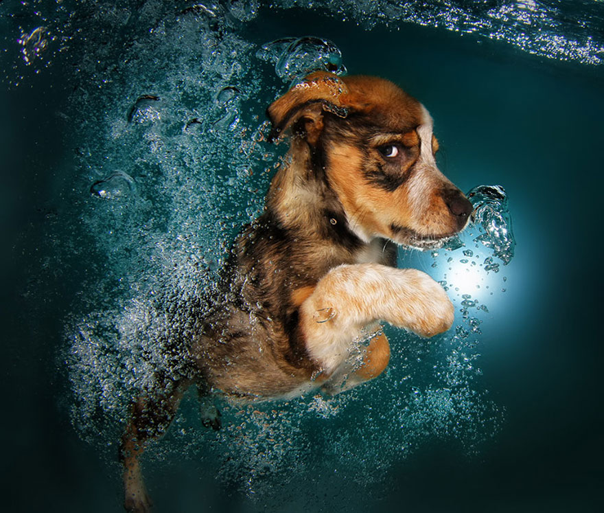 underwater-puppy-photography-seth-casteel-4 underwater-puppy-photography-seth-casteel-4