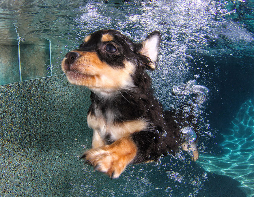 underwater-puppy-photography-seth-casteel-6 underwater-puppy-photography-seth-casteel-6