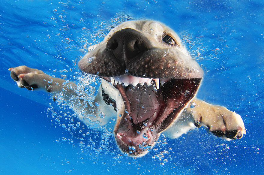 underwater-puppy-photography-seth-casteel-8 underwater-puppy-photography-seth-casteel-8