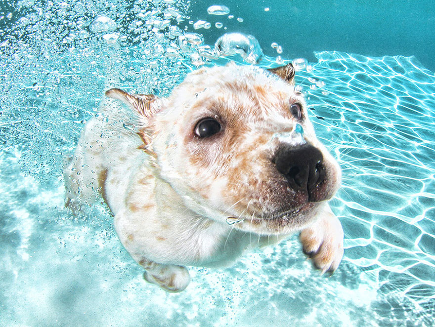 underwater-puppy-photography-seth-casteel-9 underwater-puppy-photography-seth-casteel-9