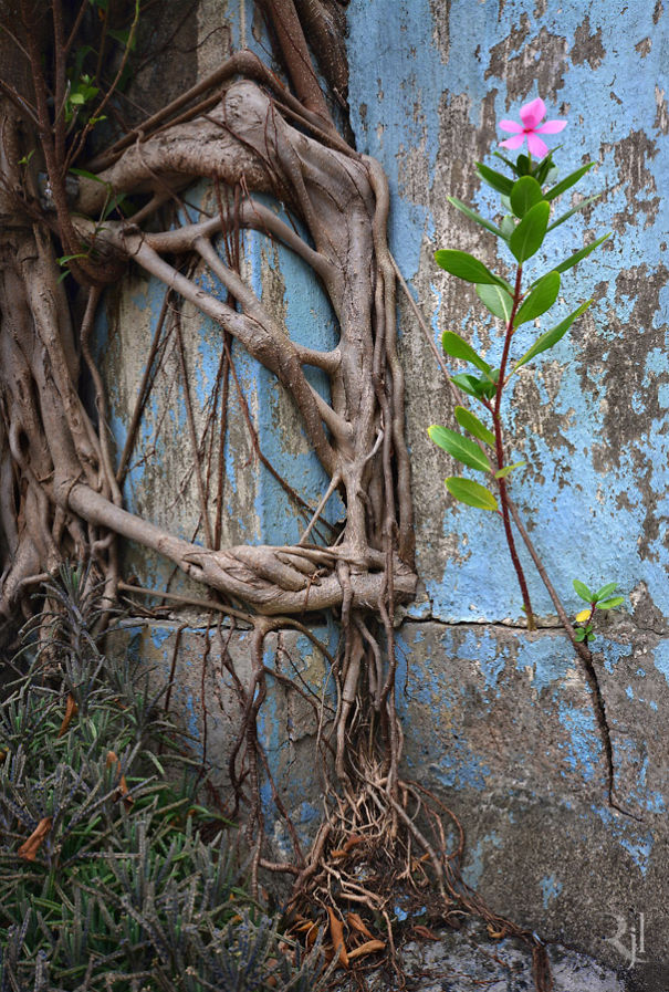 Plants Winning A Fight Against Concrete