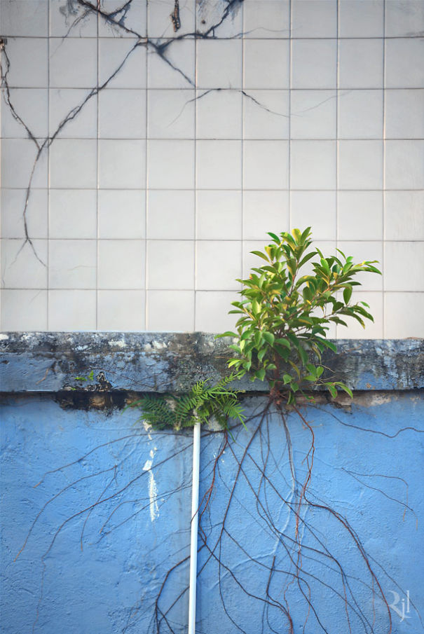 Plants Winning A Fight Against Concrete