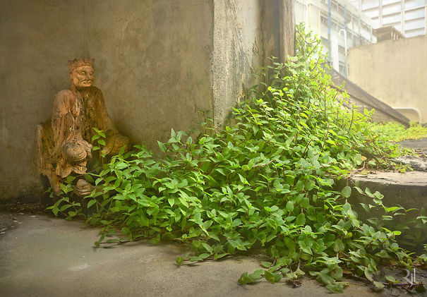 Plants Winning A Fight Against Concrete