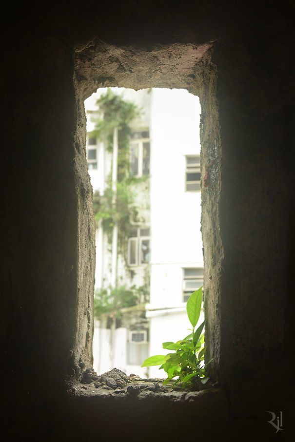 Plants Winning A Fight Against Concrete