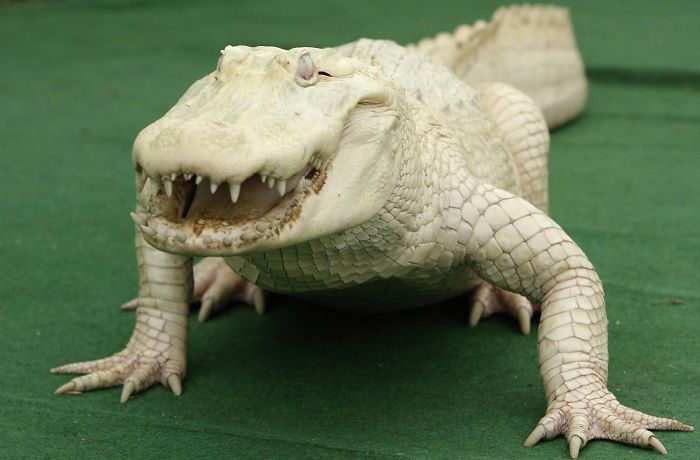 White Alligator