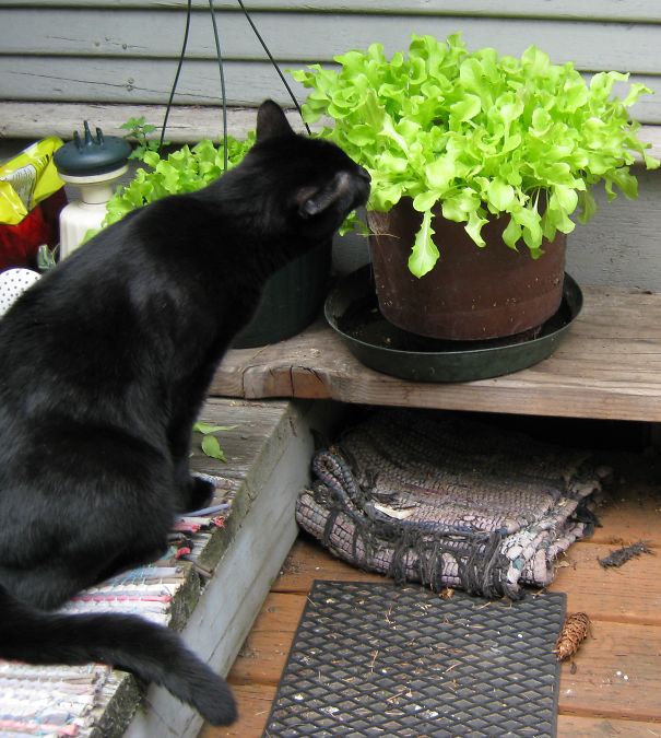 Anchovy Dressing, Please