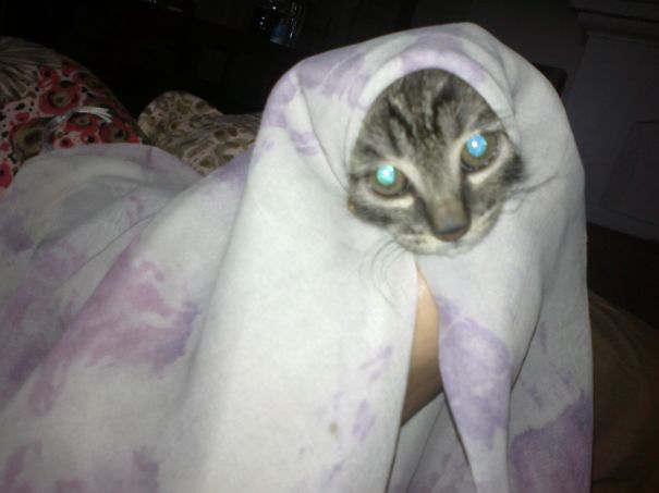 Exorcist Cat