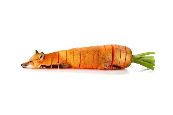 Animal Food: My Series Of Animals Crossed With Fruits And Vegetables