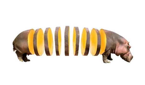 Animal Food: My Series Of Animals Crossed With Fruits And Vegetables