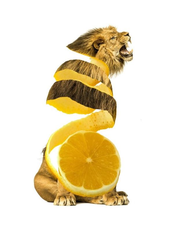 Animal Food: My Series Of Animals Crossed With Fruits And Vegetables