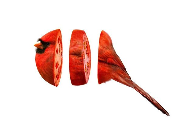 Animal Food: My Series Of Animals Crossed With Fruits And Vegetables