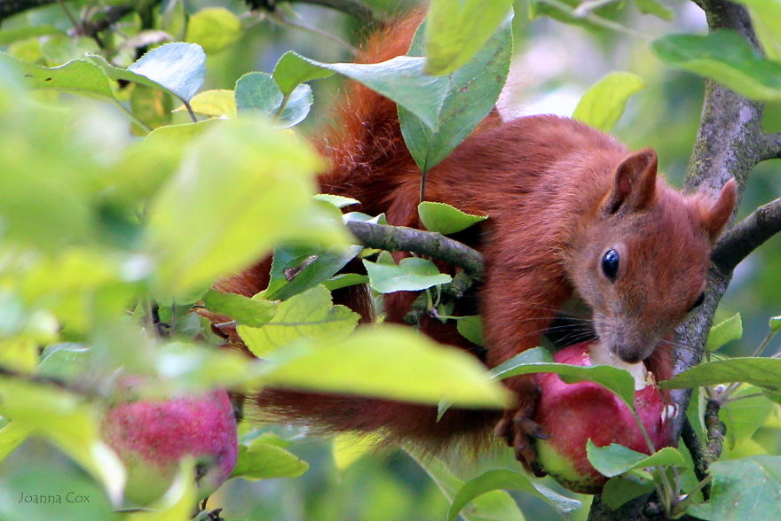 Who Is Eating Apples In My Orchard?
