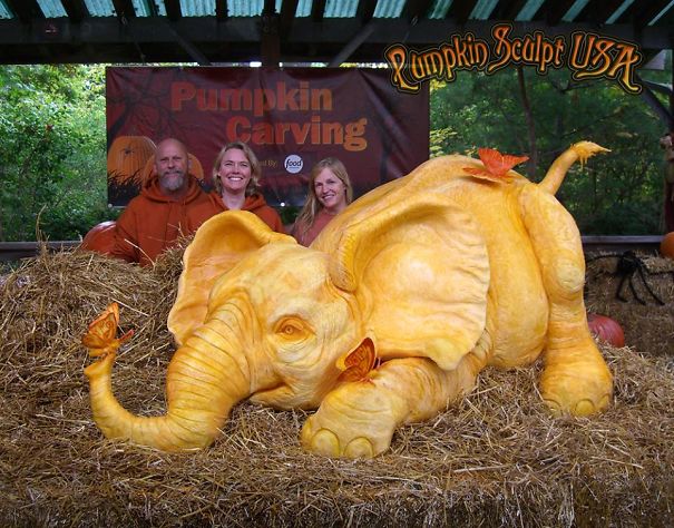 900lb Pumpkin Carving Raises Awareness Of Elephant Killings 900lb Pumpkin Carving Raises Awareness Of Elephant Killings