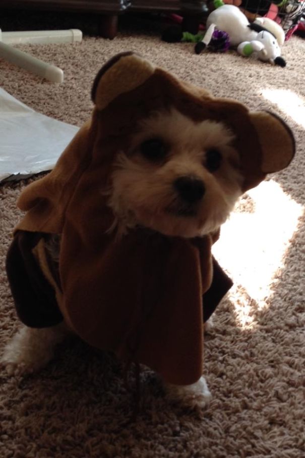 Ewok Puppy