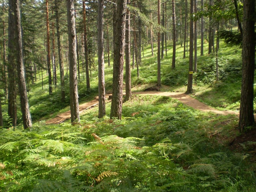 Forest On Tara Mountain, Serbia