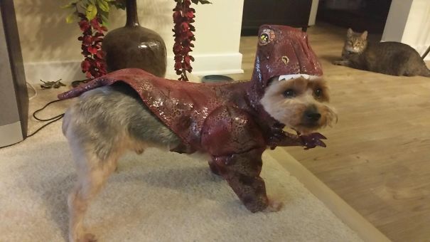 T-rex Dog