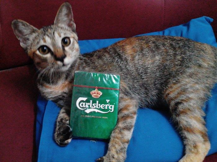 Carlsberg Model..