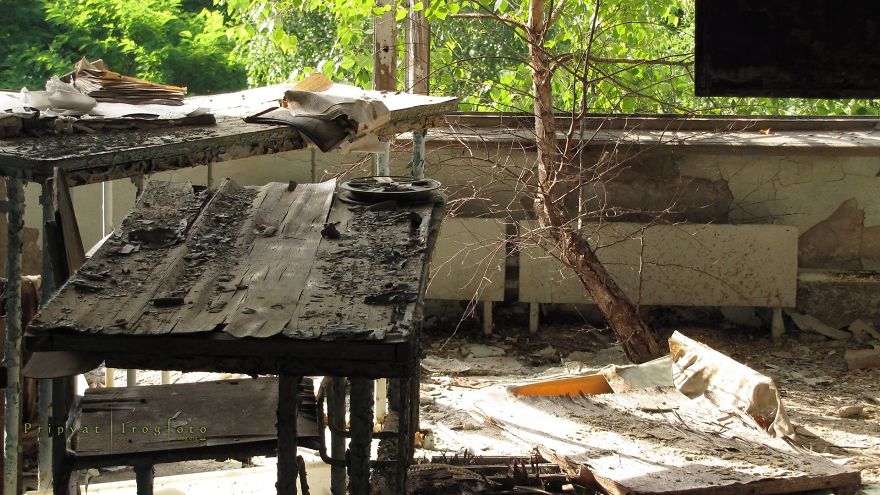 Life In Chernobyl After The Accident: Nature Wins The Battle Against Civilization Life In Chernobyl After The Accident: Nature Wins The Battle Against Civilization
