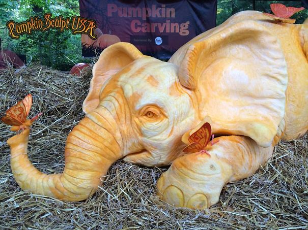 900lb Pumpkin Carving Raises Awareness Of Elephant Killings