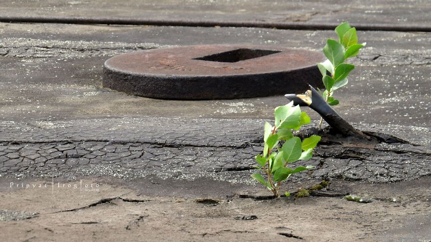 Life In Chernobyl After The Accident: Nature Wins The Battle Against Civilization Life In Chernobyl After The Accident: Nature Wins The Battle Against Civilization