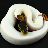 tavizonsanchez avatar