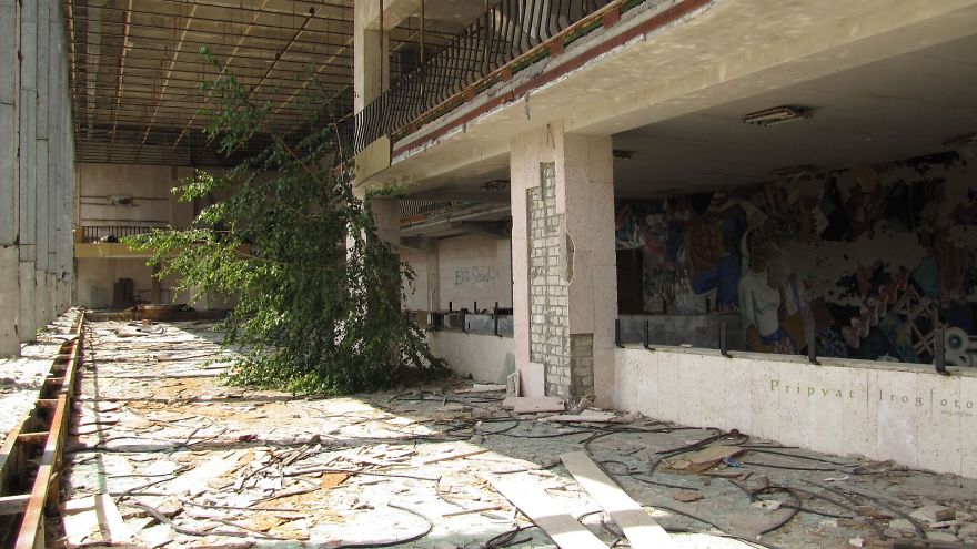 Life In Chernobyl After The Accident: Nature Wins The Battle Against Civilization Life In Chernobyl After The Accident: Nature Wins The Battle Against Civilization