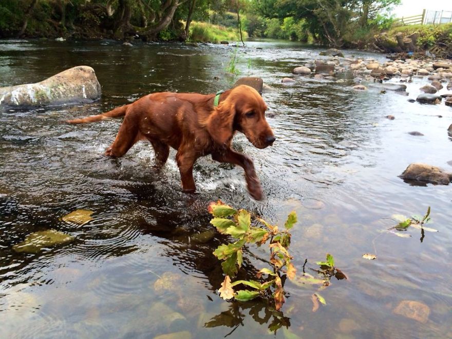 Red Setter Puppy