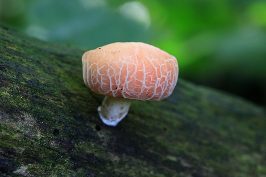 Satsuma On A Stick (rhodotus Palmatus)