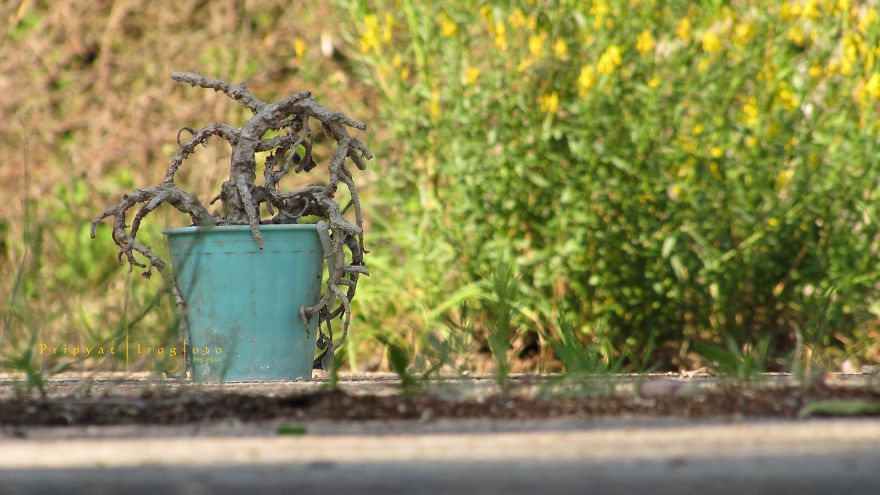 Life In Chernobyl After The Accident: Nature Wins The Battle Against Civilization Life In Chernobyl After The Accident: Nature Wins The Battle Against Civilization