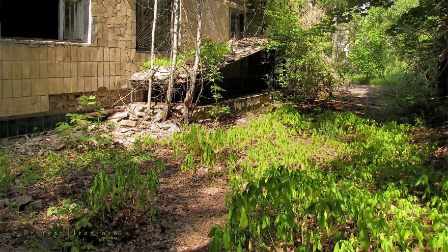 Life In Chernobyl After The Accident: Nature Wins The Battle Against Civilization Life In Chernobyl After The Accident: Nature Wins The Battle Against Civilization