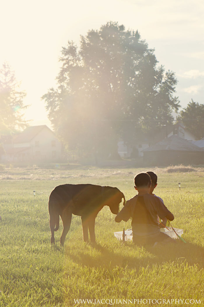 Hot Days And Dogs! Jacqui Ann