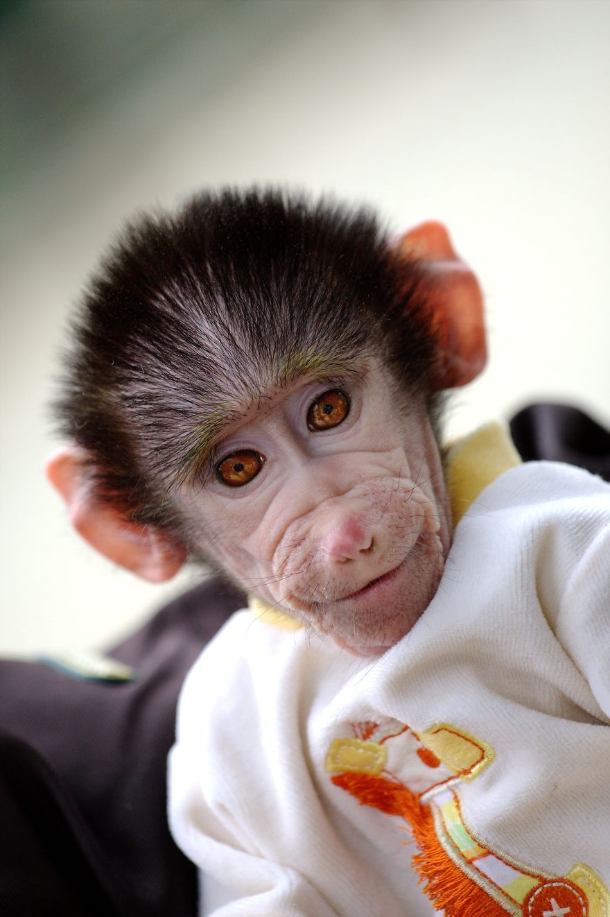 Cute Baby Monkey From Skopje Zoo Gets Treated Like A Child Cute Baby Monkey From Skopje Zoo Gets Treated Like A Child
