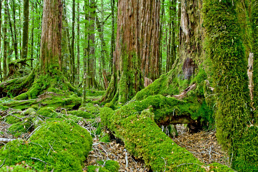 Rain Forest In Fiordland, New Zealand