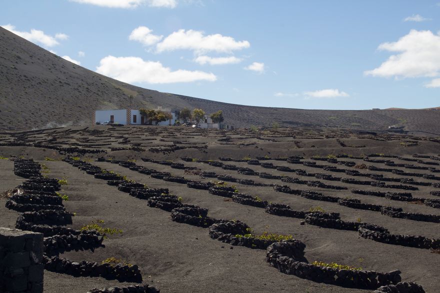 Lanzarote Vineyard