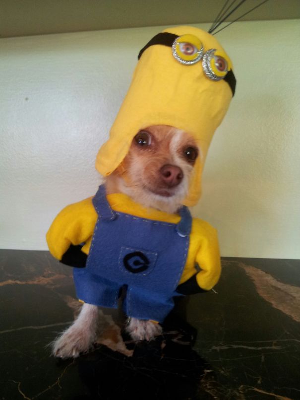 Minion Jack