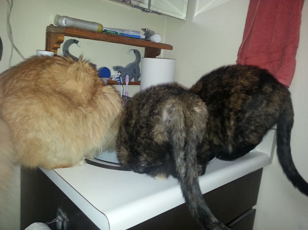 Our Sink... Find Your Own!