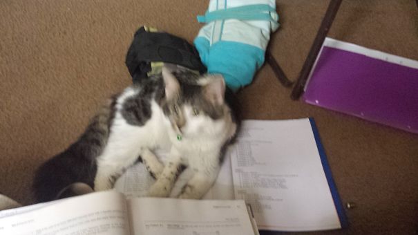 No Homework For You
