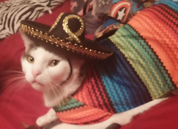 Mexi Kitty