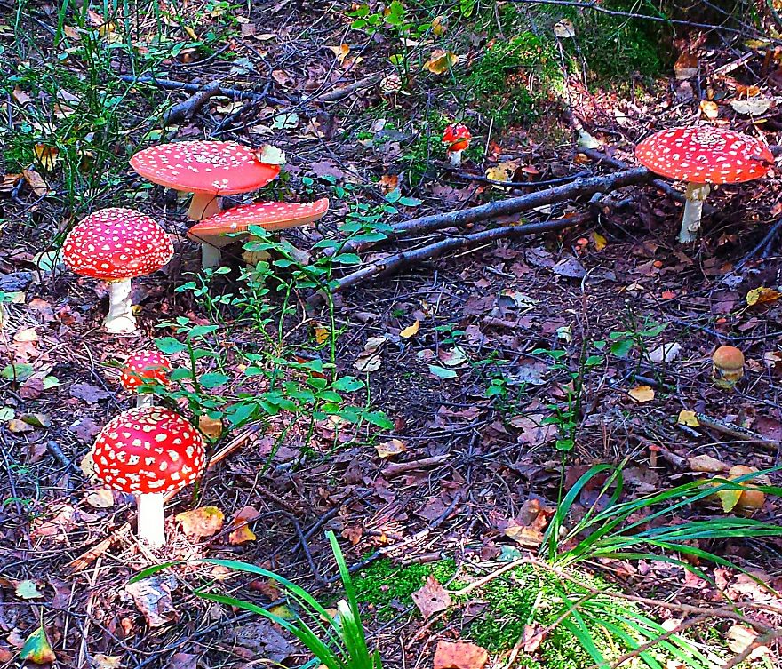 Amanita Muscaria