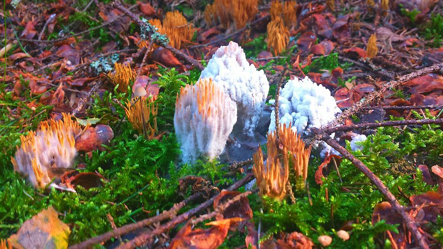 Ramaria Stricta